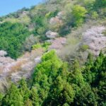 関八州見晴台から黒山に至る道でみた桜