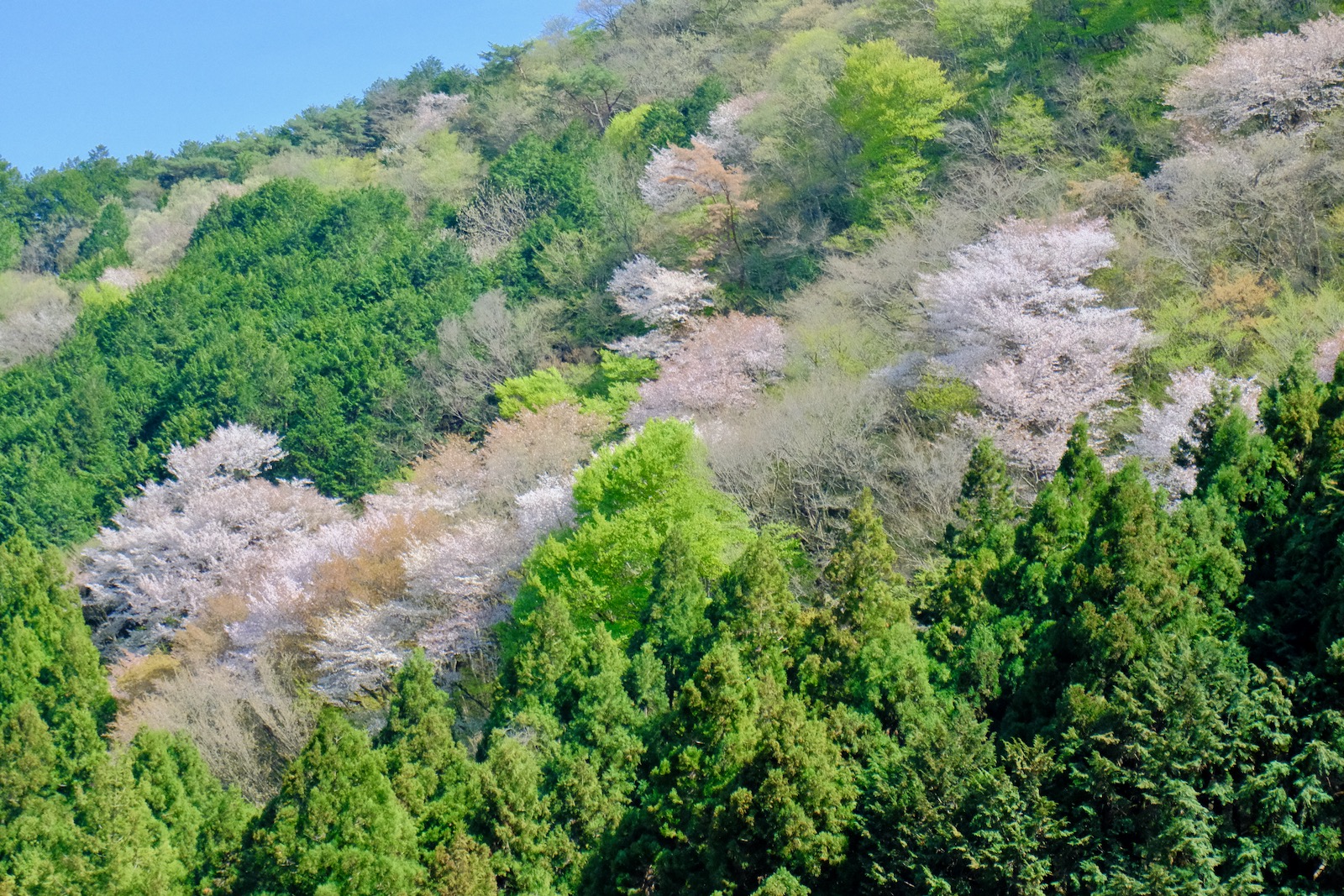 関八州見晴台から黒山に至る道でみた桜