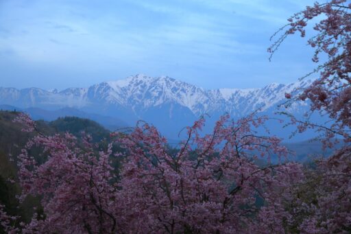 北アルプスと桜